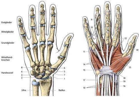 Wo kommen Große Hände her? (Körper, Training, Muskeln)