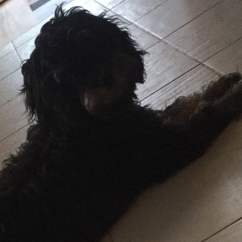 Die rasse lernt auch sehr schnell😉 - (Tiere, Hund, Katze)