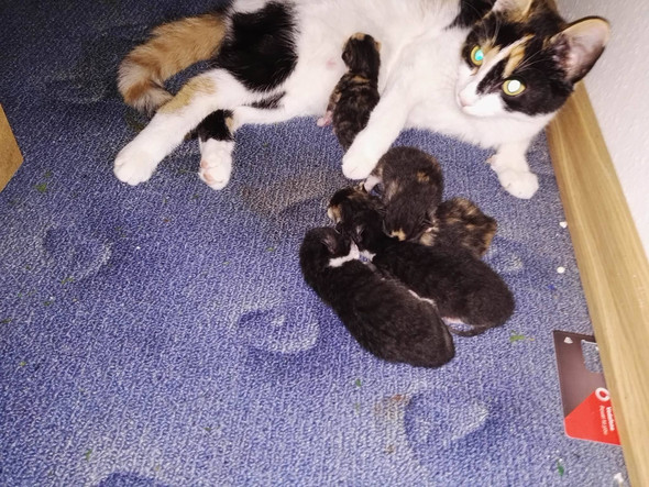 Nelly mit ihren neugeborenen Babys- - (Katze, verletzt, Streuner)