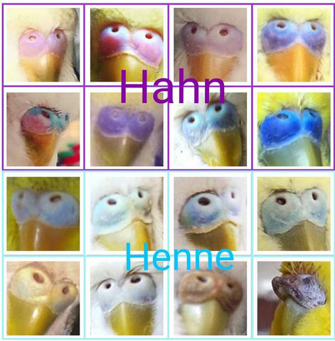Wellensittich Hahn/Henne erkennen an der Farbe der Wachshaut - (Wellensittich, Schnupfen, blau)