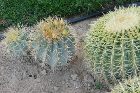 ungiftige Kakteen - (Kaktus)
