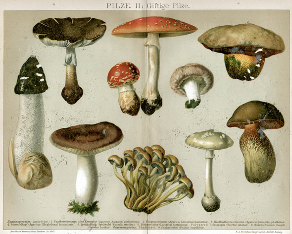 Get Giftige Pilze Essbare Pilze Nrw Gif