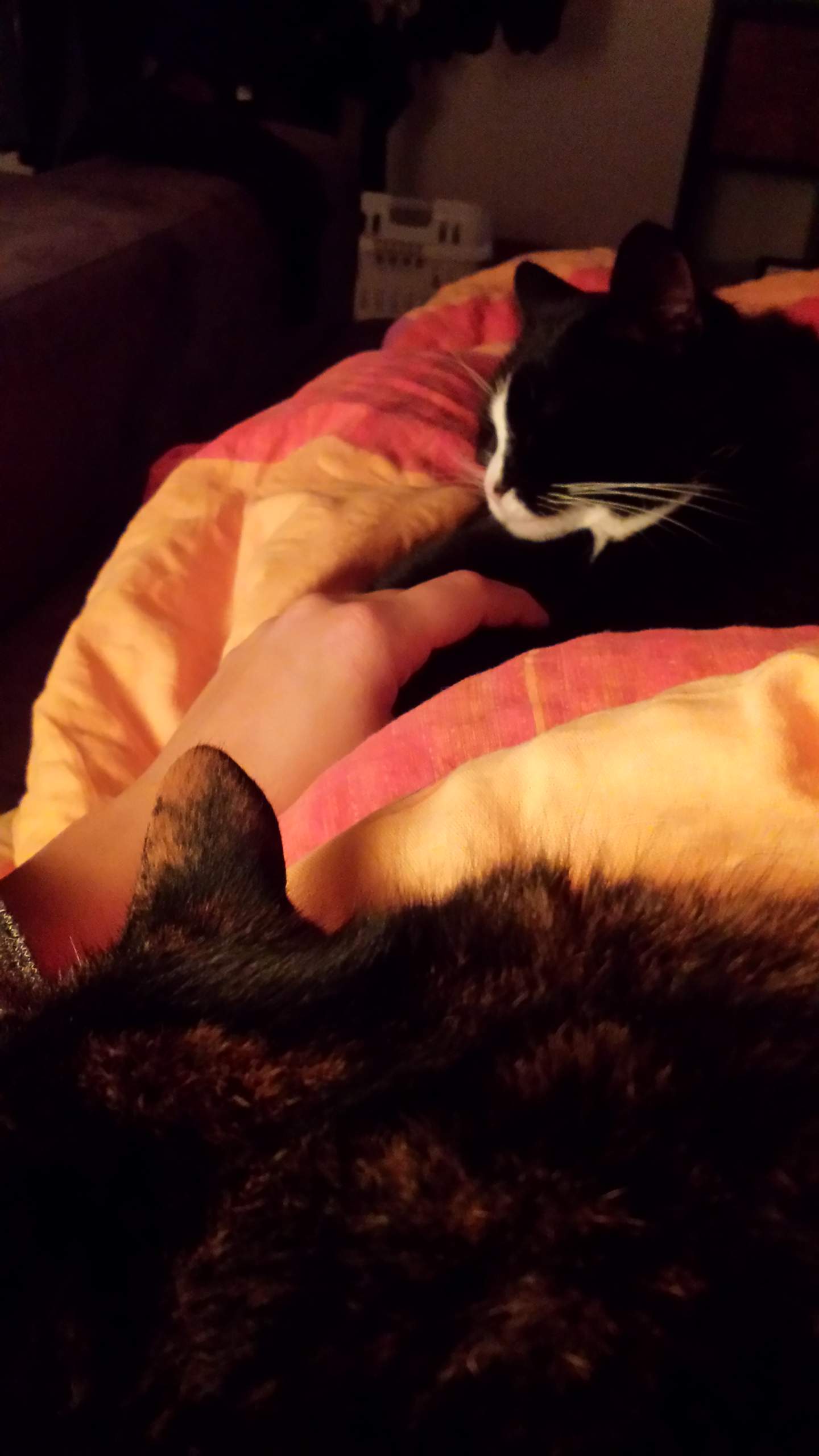 Katze faucht und knurrt andere nach OP an? (Haustiere, Katzen