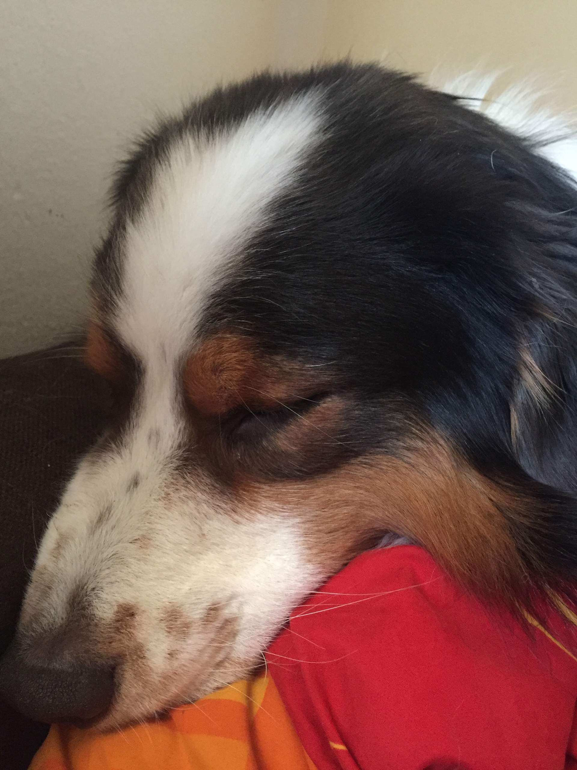 hund bockt und legt sich hin