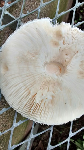 unterseite - (Garten, Natur, Pilze)