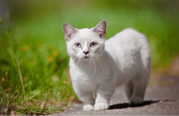 - (Tiere, Bilder, Katze)