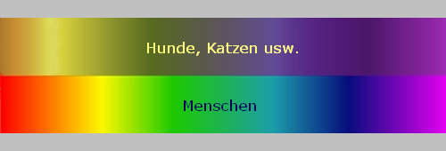 Sehen Katzen Auch Alles In Schwarz Wie Der Hund Oder Kann Die Katze Farben Erkennen Farbe Sehen Katzen Auch Alles In Schwarz Wie Der Hund Oder Kann Die Katze Farben Erkennen Farbe