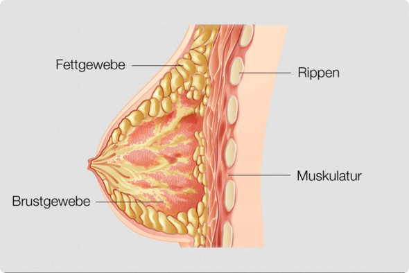 Brustaufbau Seite - (Busen, Salbe)