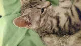 - (Katze, Haustiere, Kitten)