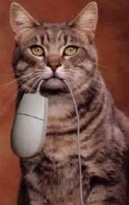 - (Tiere, Biologie, Katze)