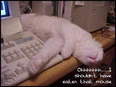 - (Tiere, Biologie, Katze)