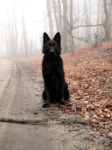 So unfähr sah der Hund aus - (Film, Hund, Serie)