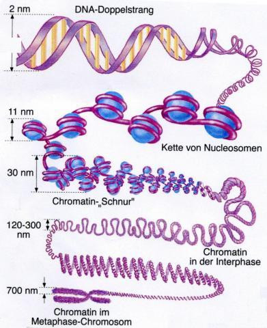 Von der DNA zum Chromosom - (Biologie, DNA)