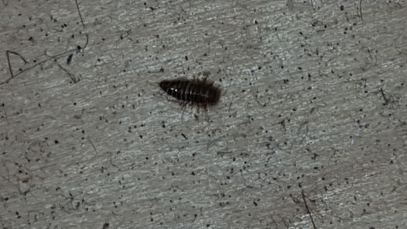 Ungeziefer - (Insekten, Ungeziefer, bitte um hilfe)