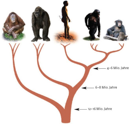 Bild 1 - (Menschen, Tiere, Evolution)