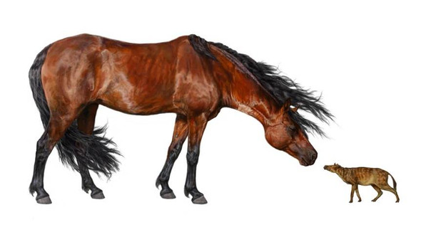 Heutiges und früheres Pferd im Vergleich - (Pferd, Evolution)