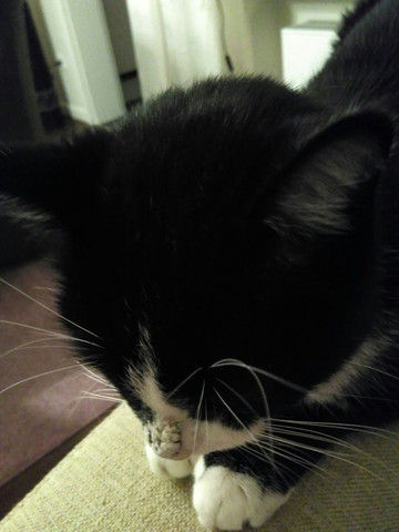 Kater Hat Seltsame Kruste Auf Der Nase Was Konnte Das Sein