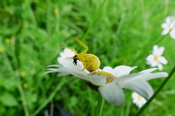 Gelbe Spinne Im Garten Spinnen