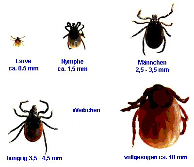 - (Tiere, Zecke)