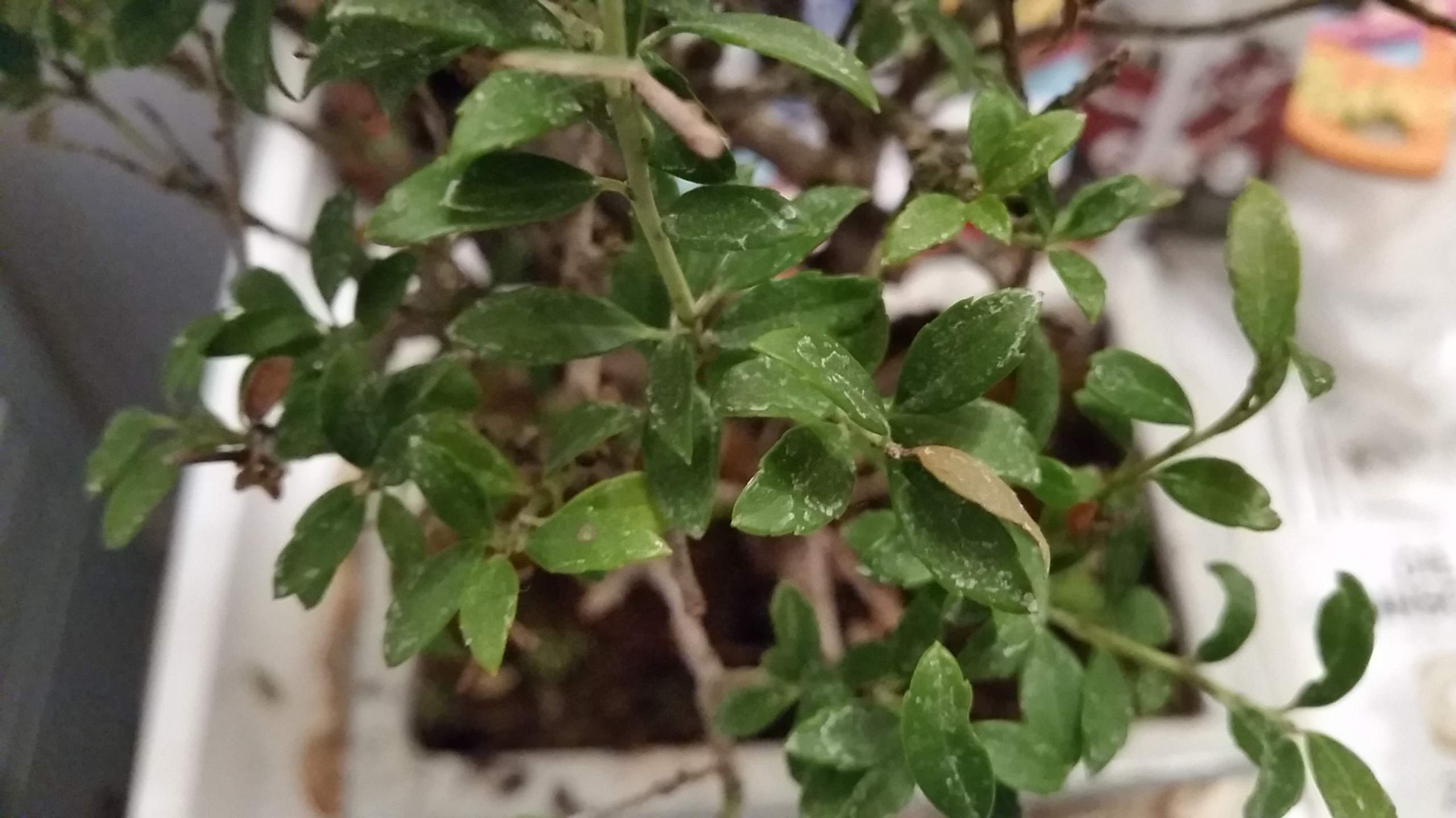 Ist dieser Bonsai Baun kaputt? Bzw. Was braucht er