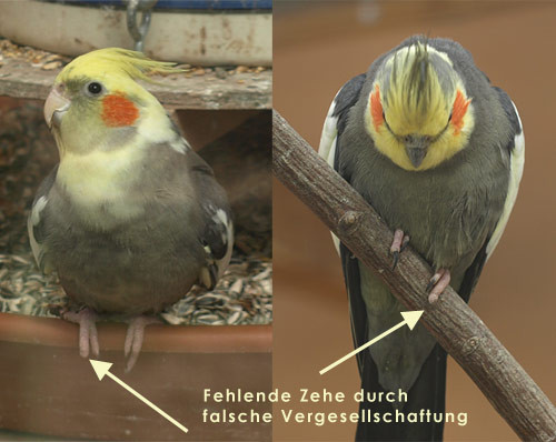 Bild: www.nymphensittiche.de - (Haustiere, Vögel, Haltung)
