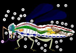 Haben Fruchtfliegen Ein Herz Tiere Insekten Haben Fruchtfliegen Ein Herz Tiere Insekten