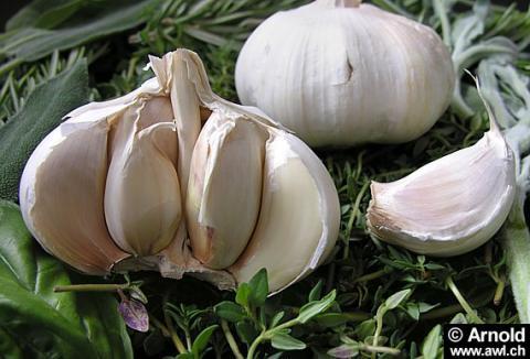 - (Gesundheit, Medizin, Ernährung)