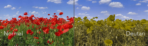 - (Test, leicht, Farbenblind)