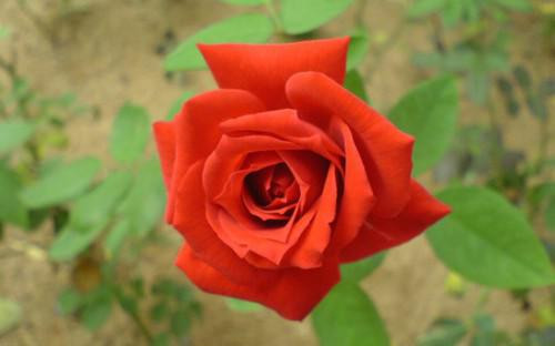 rose - (Blumen, Rosen, Leinwand)