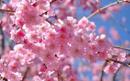 Kirschblüte - (Blumen, Rosen, Leinwand)