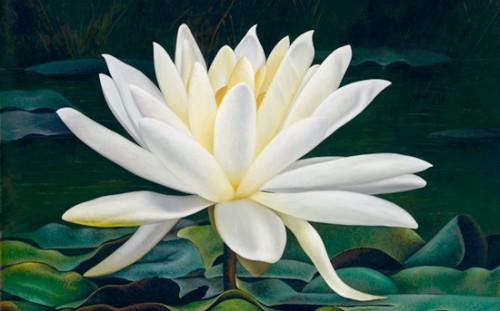 Weiser Lotus - (Blumen, Rosen, Leinwand)