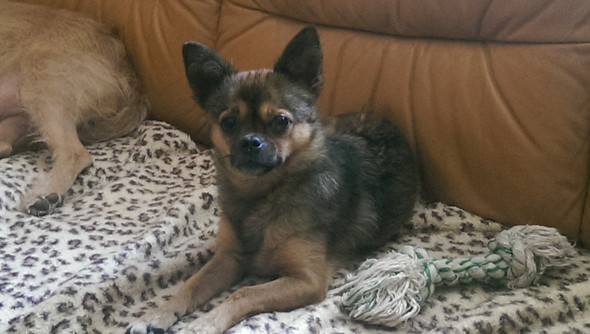 - (Hund, Mischling)