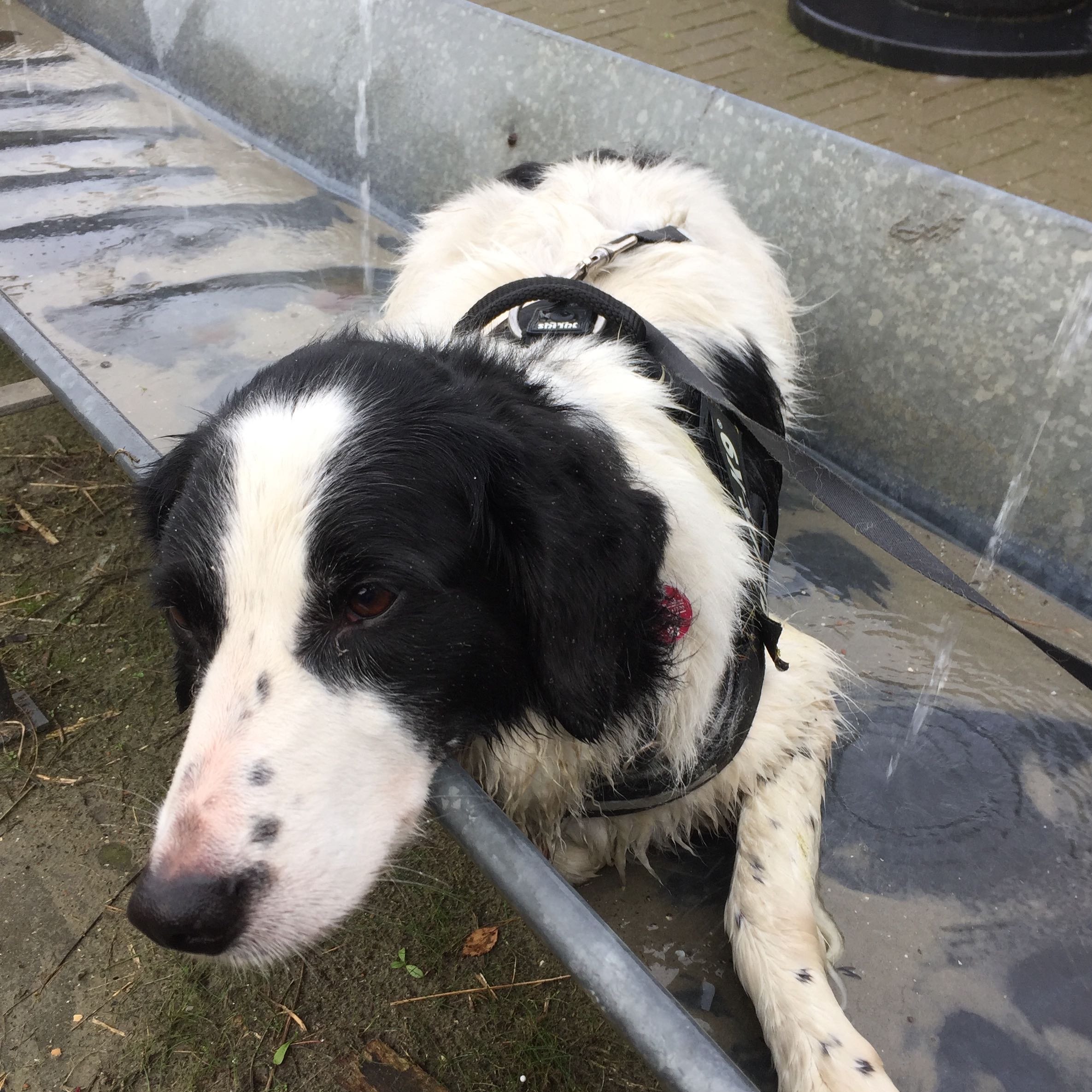 Hund mitnehmen ins Meer/an den Strand (Nordsee) (verboten, erlaubt)