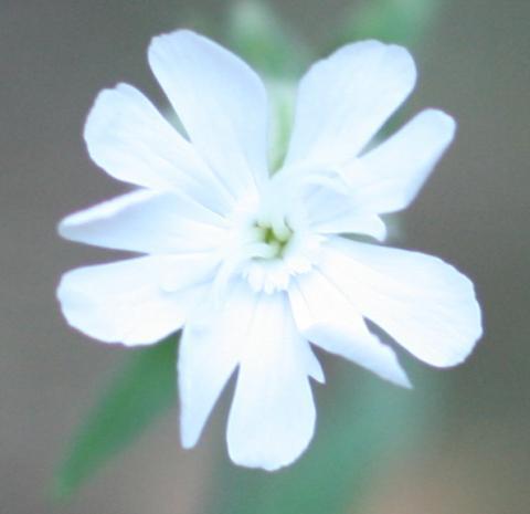 Weiße Lichtnelke - (Blumen, pflanzenkunde, Mondlicht)