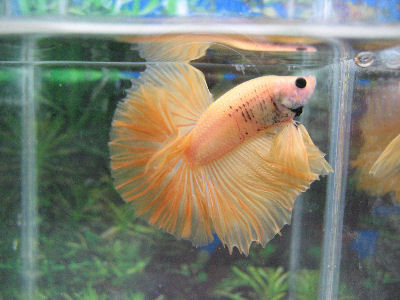 Betta (Halfmoon) =Kampffisch - (Haustiere, Meinung, Aquarium)