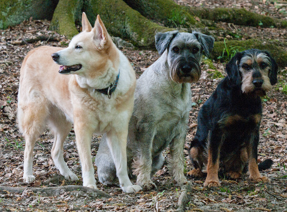 welpe oder tierheimhund als anfangerhund hund haustiere hundehaltung