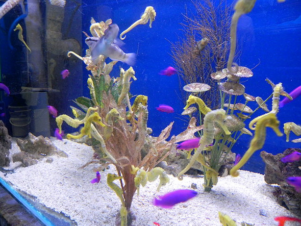 Kann Ich Seepferdchen In Ein 54 Ltr Aquarium Setzen