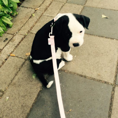 Was Sind Schone Hunde Namen Hund