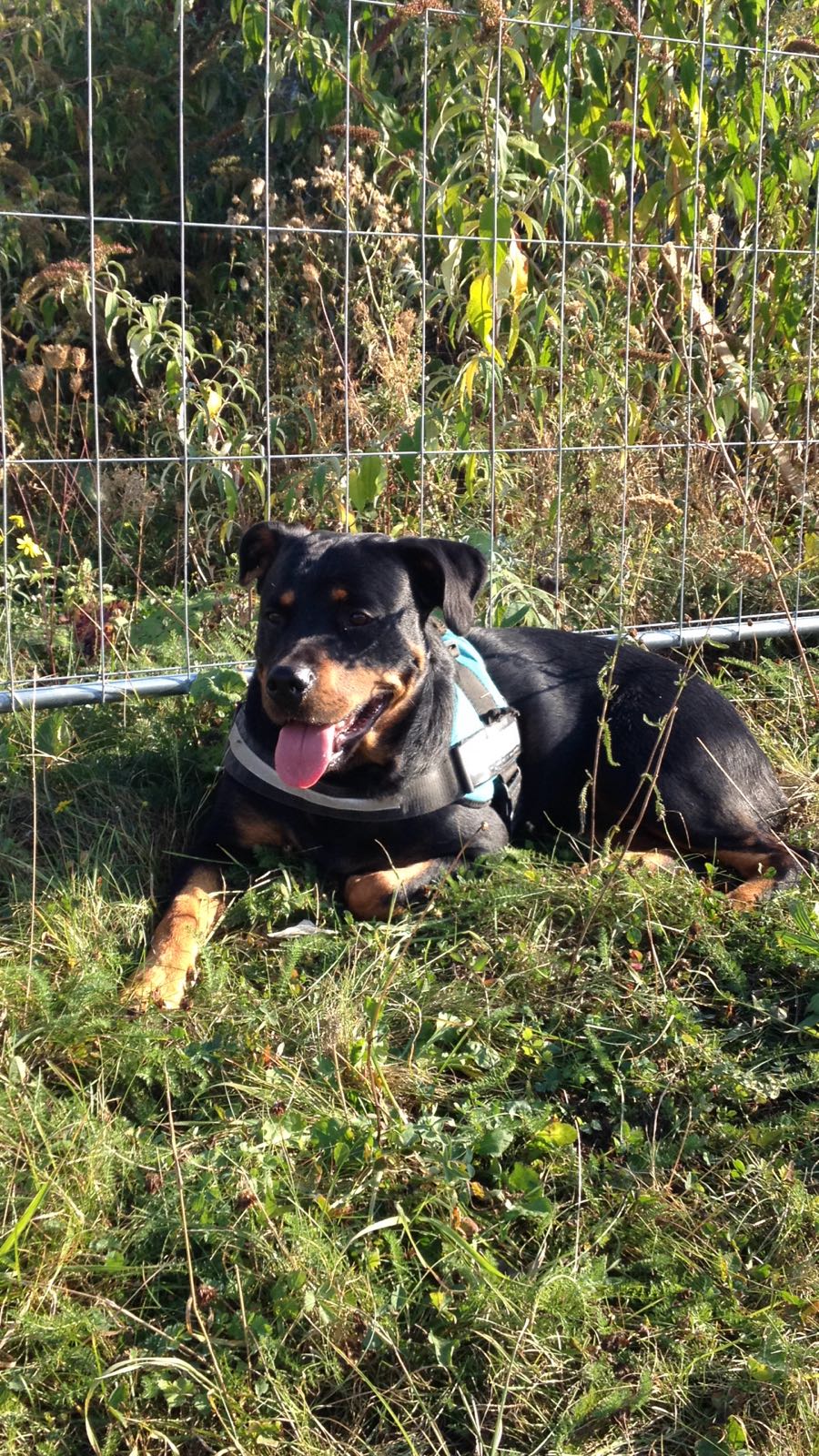 Rottweiler als Anfängerhund in Wohnung ohne Garten möglich? (Tiere