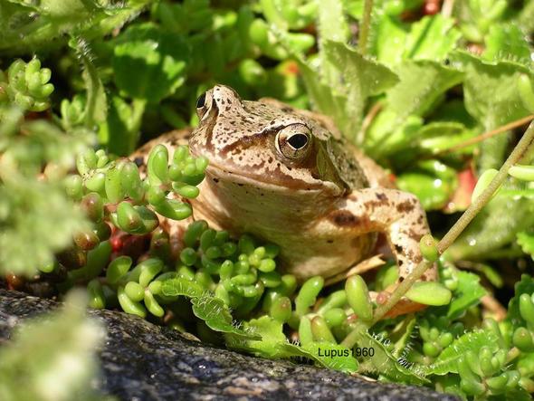 Laichen Frösche auch in neuem Teich? (Biologie)