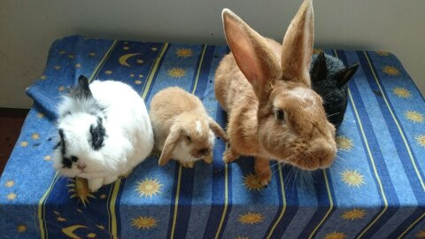 Was Ist Kleiner Ein Mini Lop Oder Normales Zwergkaninchen Tiere Haustiere Kaninchen