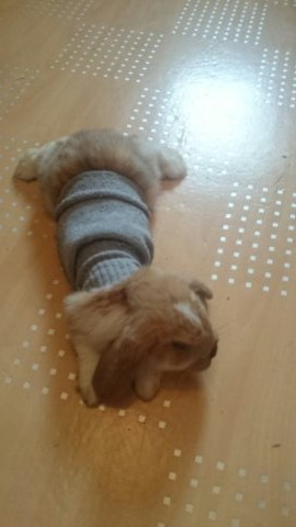 Was Ist Kleiner Ein Mini Lop Oder Normales Zwergkaninchen Tiere Haustiere Kaninchen