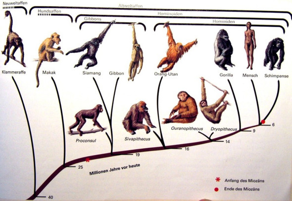 Stammbaum der Affen - (Menschen, Religion, Wissenschaft)