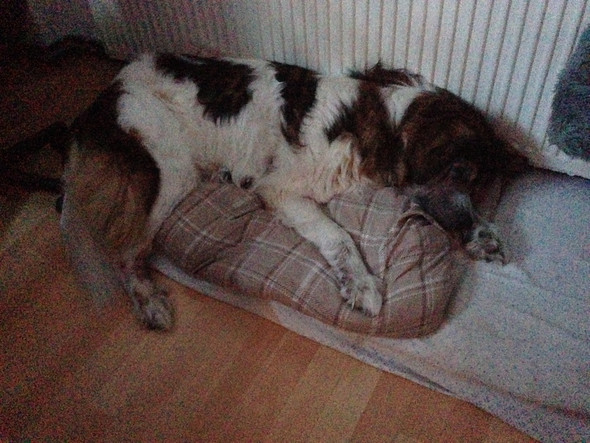 - (Hund, Biologie, Medikamente)