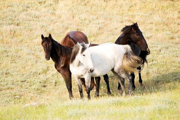 Mustangs - (Pferd, Reiten, Indianer)
