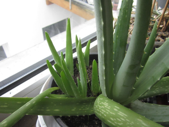 Aloe Vera fault von innen, wie kann ich sie retten? (Pflanzen, Garten