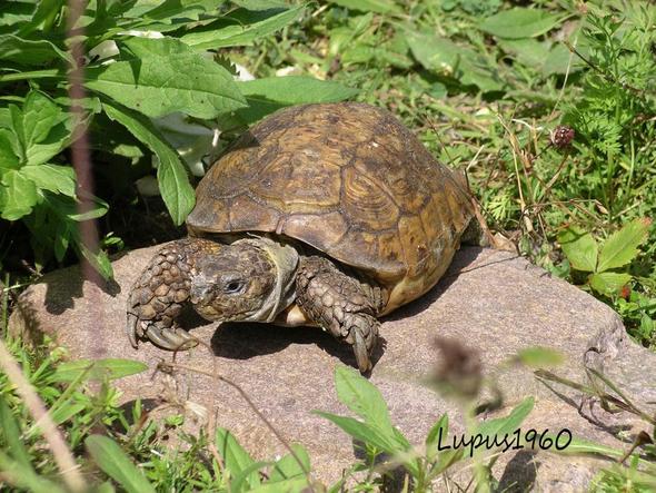 Vierzehenschildkröte (Testudo horsfieldii) - (kaufen, Schildkröten, Fressnapf)