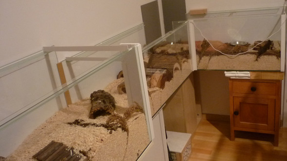 - (Hamster, Käfig, artgerecht)