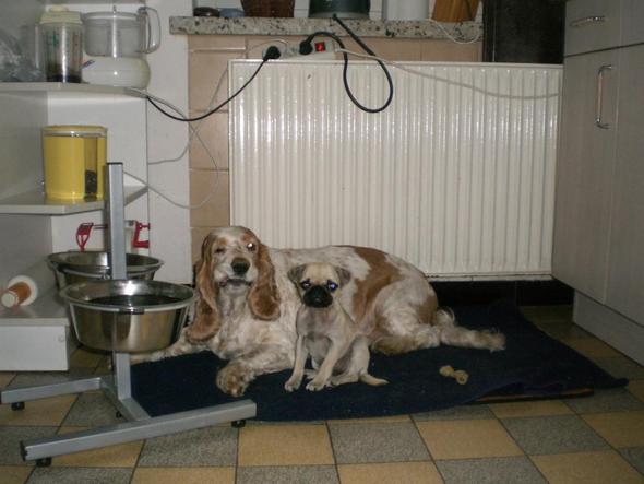 Flocke und Amy - (Hund, Finanzen, Hundesteuer)