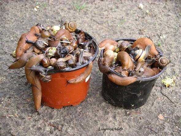 Was Hilft Gegen Nacktschnecken Ohne Hund Und Andere Tiere Zu Schnecken Hund Garten Nacktschnecken